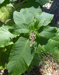 Phytolacca americana