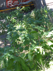 Phytolacca americana