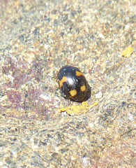 Ceratomegilla alpina