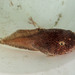 Nebulous Snailfish - Photo (c) Claude Nozères, some rights reserved (CC BY-NC), uploaded by Claude Nozères