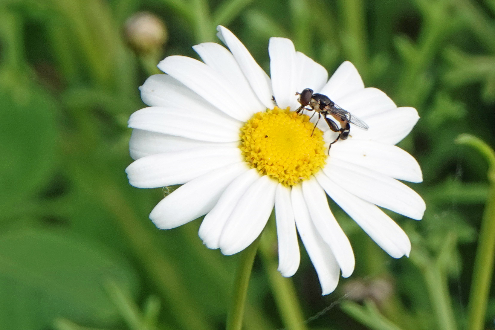 Mosca flotadora de patas anchas