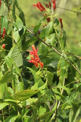 Aphelandra sinclairiana