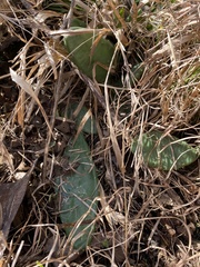 Opuntia mesacantha