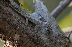 Anolis argenteolus