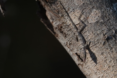 Anolis argenteolus