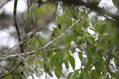 Belted Flycatcher (Xenotriccus callizonus), photo 4