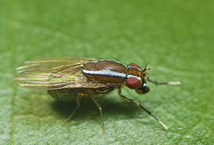 Poecilohetaerus pinnatus