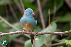 Uraeginthus cyanocephalus