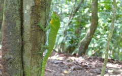 Lyriocephalus scutatus