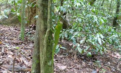 Lyriocephalus scutatus