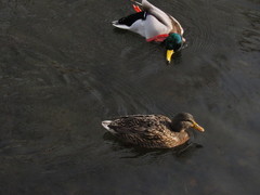 Anas platyrhynchos
