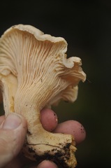 Cantharellus subalbidus