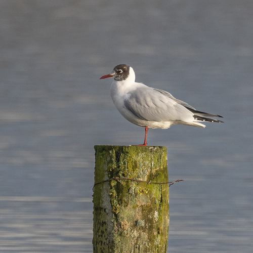 Black-headed Gull