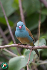Uraeginthus cyanocephalus