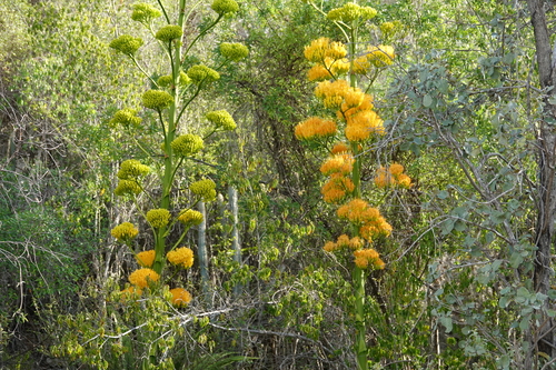 Agave