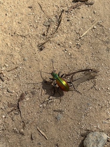 Chilean Magnificent Beetle