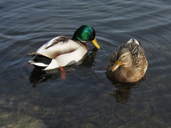 Anas platyrhynchos