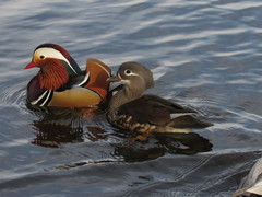 Aix galericulata