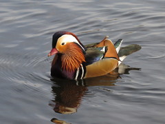 Aix galericulata