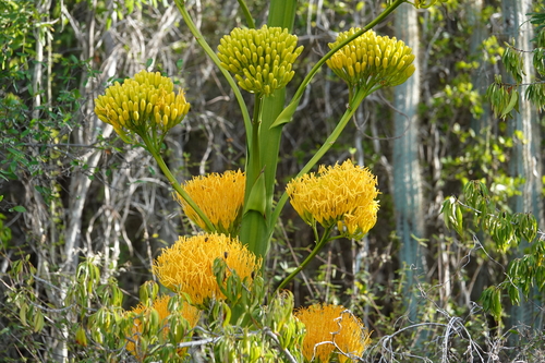 Agave acicularis