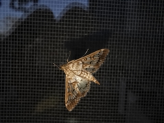 Epipagis fenestralis