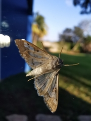 Epipagis fenestralis