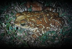 Peltophryne peltocephala