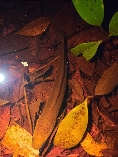 Bangka snakehead (Channa bankanensis) — Channidae