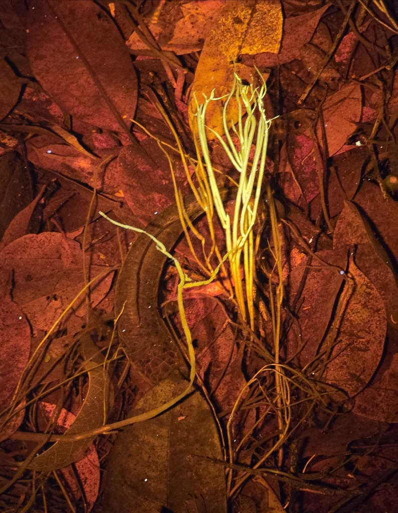 Bangka snakehead (Channa bankanensis)