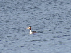 Podiceps cristatus