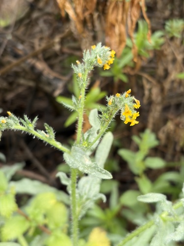 iNaturalist observation photo of Fiddlenecks
