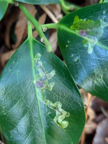 Unknown species found near Snohomish County, US-WA, US