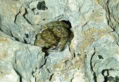 Eleutherodactylus etheridgei