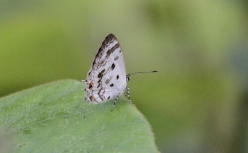 Anthene sylvanus