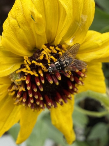 iNaturalist observation photo of Stable Fly