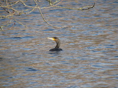 Phalacrocorax carbo