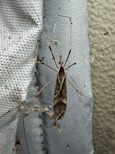 iNaturalist observation photo of Bellardina