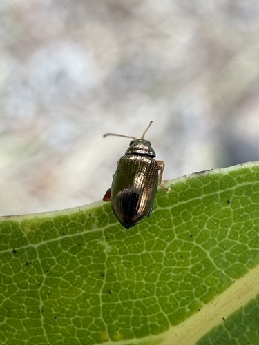 iNaturalist observation photo of Flea Beetles