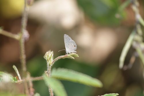 Grey Smoky Blue photo 5