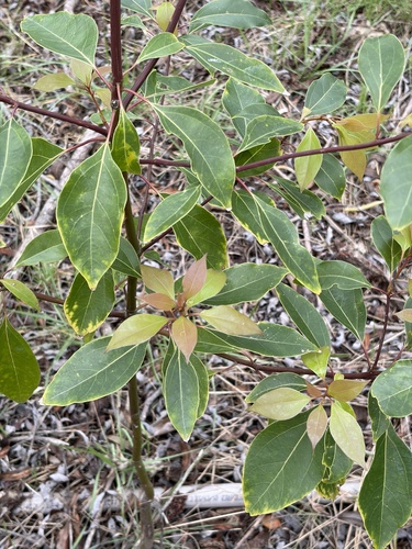 iNaturalist observation photo of Camphor