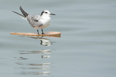 Aleutian Tern photo 3