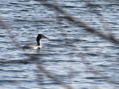 Podiceps cristatus