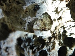 Eleutherodactylus etheridgei