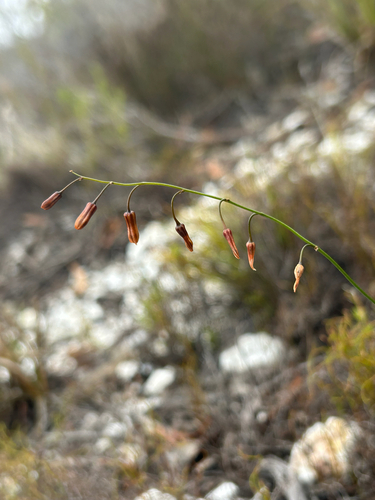 Drimia hesperantha