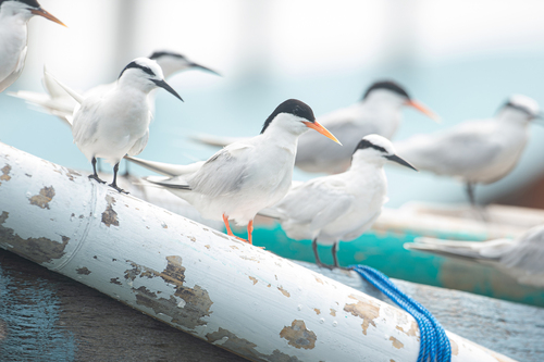Roseate Tern, Jakarta Bay, photo 7 of 10