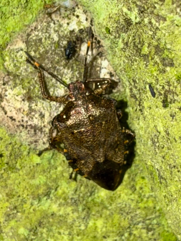 Bronze Shield Bug from Holly Avenue, Morpeth, England, GB on February ...