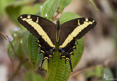 Heraclides andraemon