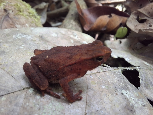 Ingerophrynus quadriporcatus