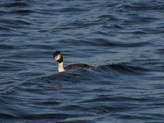 Podiceps cristatus