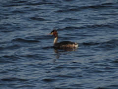 Podiceps cristatus